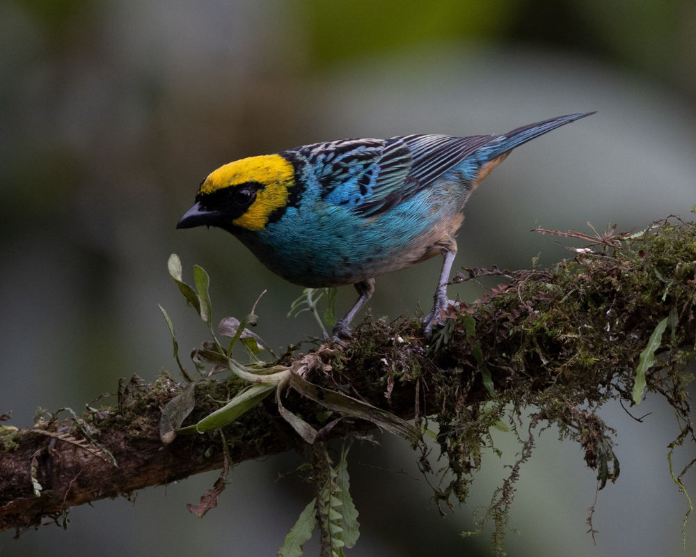 Saffron-crowned Tanager_Tangara xanthocephala. Photo: D. Ascanio.